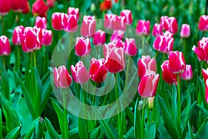 Vibrant colorful closeup pink tulips holiday background