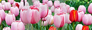 Vibrant colorful closeup pink tulips holiday panoramic background