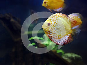 Vibrant colorful of Discus Fish, cichlids fish, Pompadour Fish, Symphysodon Fish swimming underwater, Aquarium Phuket