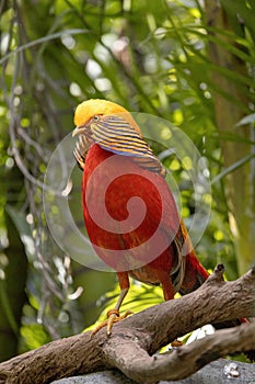 Vibrant and colorful golden pheasant (Chrysolophus pictus) perched atop a branch