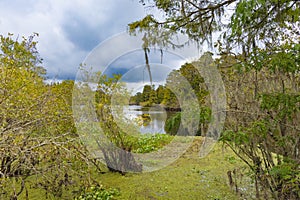 Vibrant colorful green bushes lead your view to a water feature in Lettuce Lake Conservation Park photo