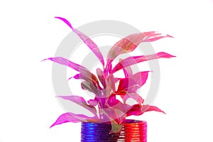 Vibrant colorful photo of Alocasia Pictus plant in ceramic pot.