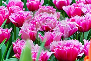 Vibrant colorful shaggy edged fuzzy pink tulips holiday background