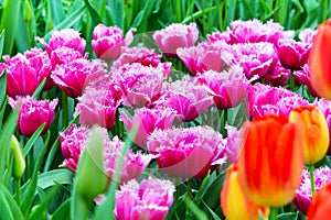 Vibrant colorful shaggy edged fuzzy pink tulips holiday background