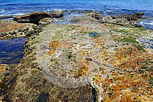 Vibrant colors of aquatic life in rock pools and the tidal zone of rocky coastline beach in Australia photo