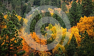 The vibrant colors of autumn foliage contrasting with the deep green of pine trees in a forest, autumn forest background