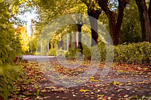 the vibrant colors on the autumn morning city public alley scene