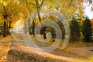 the vibrant colors on the autumn morning city public alley scene