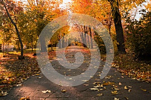 the vibrant colors on the autumn morning city public alley scene