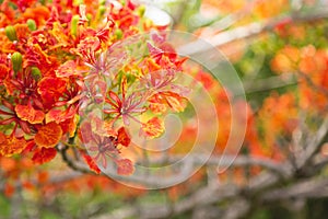 Vibrant colors of the flame tree