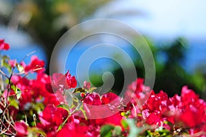 Vibrant colors flowers close-up with blurry background. Red Bougainvillea. Anfi del Mar, Puerto Rico. Gran Canaria photo