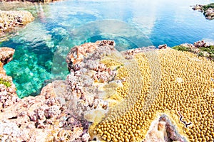 Vibrant colors and variety of coral and Hikutavake pools, Niue.