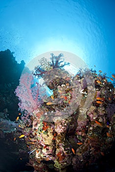 Vibrant and colourful tropical coral reef scene.