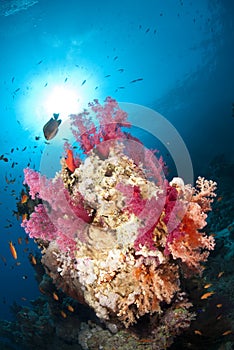 Vibrant and colourful tropical coral reef scene.