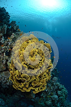 Vibrant and colourful tropical reef