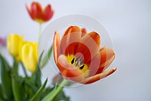Vibrant colourful Tulip flowering in springtime