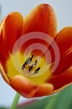 Vibrant colourful Tulip flowering in springtime