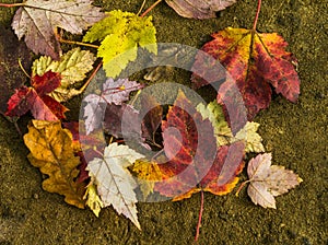 Vibrant colours of autumn leaves on damp soil