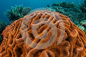 Vibrant Coral Colony on Reef in Komodo National Park