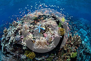 Vibrant Coral Reef in Alor, Indonesia