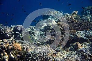 Vibrant coral reef with hundreds of glass fish at the SS Yongala ship wreck, Great Barrier Reef, Australia