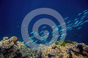 Vibrant coral reef with hundreds of glass fish at the SS Yongala ship wreck, Great Barrier Reef, Australia