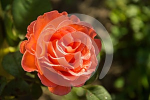 Vibrant coral rose covered with dew