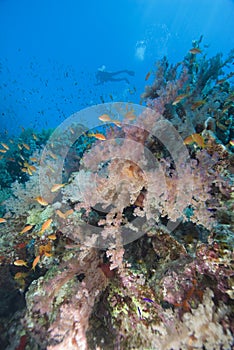 Vibrant coral sea