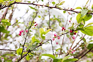 Vibrant crab apple tree in full bloom, with clusters of pink blossoms adding a burst of color
