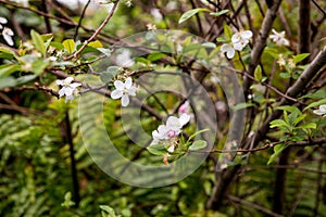 Vibrant crab apple tree in full bloom, with clusters of pink blossoms adding a burst of color