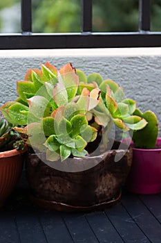 Vibrant Crassula ovata succulents, dew-kissed in a rustic brown ceramic bowl, contrasting against a dark balcony floor with a photo