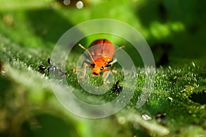 Vibrant Cucurbit Leaf Beetle in Natural Habitat.