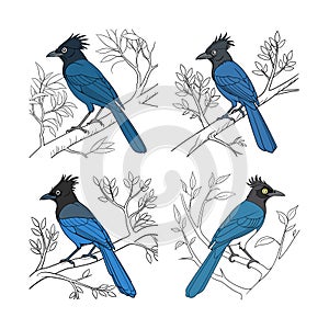 Vibrant Curl-crested Jay Bird Artwork