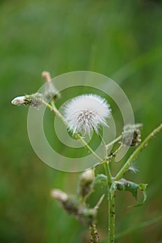 Vibrant dandelion flower in full bloom, standing tall among lush green grass in a bright sunny field