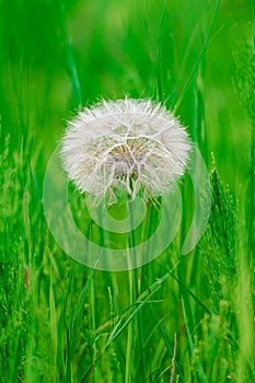 Vibrant dandelion flower in a lush green grass field