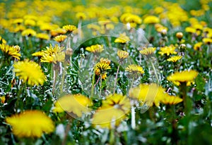 Vibrant dandelions on green grass, shallow depth of field,