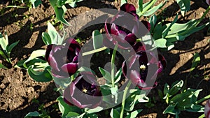 The vibrant dark red tulip blossoms flourish in the garden