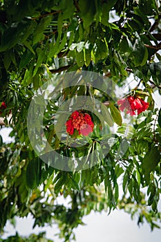 Vibrant Decorous Red Flowering Gum Tree Blooming in Striking Visual Glory