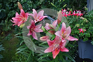 A vibrant yet delicate Asiatic lily, Lilium, pink at the end of flowering. Berlin, Germany