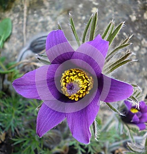 Vibrant delicate pasque flower