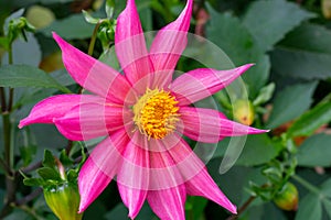 Vibrant delicate star-shaped pink dahlia flower with yellow core on summer sunlight in the garden. Blooming dahlias flowers.