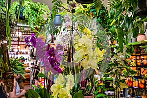 Vibrant display of colorful orchids in a flower shop.