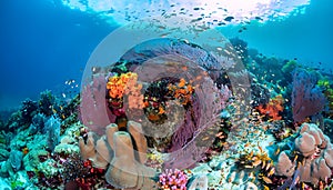 A vibrant and diverse coral reef teeming with marine life, with colorful fish, intricate coral formations