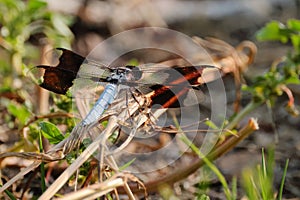 Vibrant dragonfly with a blue and brown body perched on a bed of lush green grass.