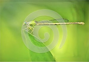 Vibrant dragonfly with bright yellow wings perched atop a vibrant green leaf