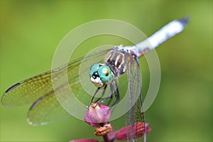 Vibrant dragonfly on a delicate flower and lush green foliage