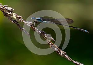 Vibrant dragonfly (Odonata Orectura Sagace) perched atop a blade of grass in a tranquil setting