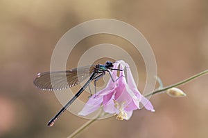 Vibrant dragonfly perched atop a delicate purple flower