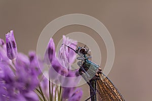 Vibrant dragonfly perched atop a delicate purple flower