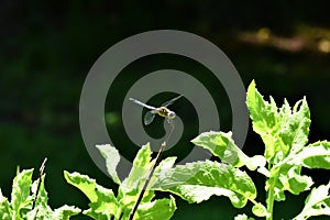 Vibrant dragonfly perched atop the foliage of lush greenery